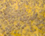 Foto del paso 2 de la receta: Omelette de lenteja