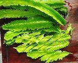 Hình bước làm 2 của món Đỗ khế xào thịt bò (đậu rồng xào thịt bò)