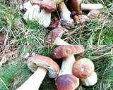 Foto del paso 1 de la receta: Salsa de boletus🍄🍧