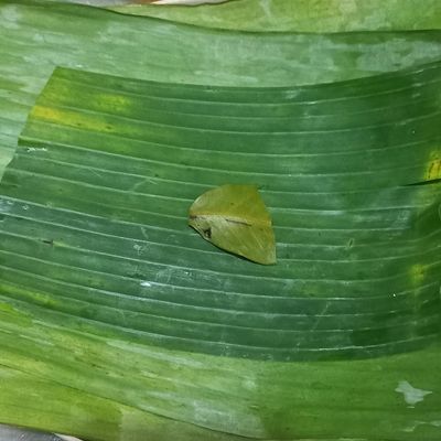 Langkah 4