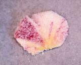 Une image de l'étape 5 de Pétales de rose cristallisés.
