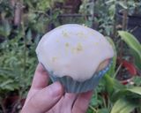 Foto del paso 8 de la receta: Muffin de Limón con Glasé de Limón 🍋 🤤
