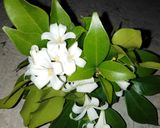 รูปขั้นตอนการทำที่ 3 ของ ข้าวเนื้อปลาสลิดไข่หมึกทอด @ r.i.p.เมนูสุดท้ายของเพื่อน