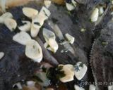Foto del paso 5 de la receta: Rodaballos asados