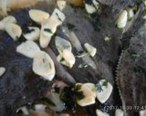 Foto del paso 5 de la receta: Rodaballos asados