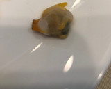 Foto del paso 3 de la receta: Berberechos al vapor