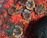 Foto langkah ke 4 dari resep Sambalado Jariang (Jengkol).