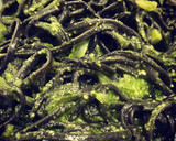 Foto del paso 5 de la receta: Receta fusión: Pasta negra con pesto de almendras, ajo confitado y un toque picante 🌶