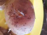 Papas rellenas a la Shibaku