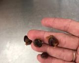 Foto del paso 1 de la receta: Bolitas de tamarindo