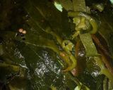Foto del paso 3 de la receta: Deliciosas rajas de chile poblano con chorizo y papas