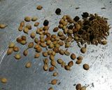 A picture of step 2 of Bhoni masala Kaleeji.