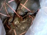 Kepiting Saos Gurih