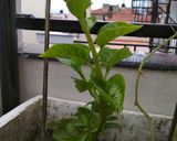 A picture of step 1 of Poi Leaves Masala Bora.