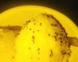A picture of step 10 of Dhokla.