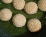 Foto langkah ke 4 dari resep Onde onde.