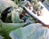 A picture of step 4 of Spinach with Mushrooms.