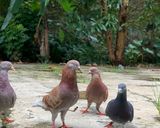Foto langkah ke 1 dari resep Burung dara / merpati goreng.