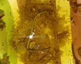 A picture of step 5 of Chamomile tea.