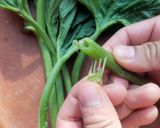 Foto del paso 1 de la receta: Guías espesadas
