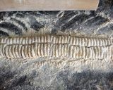 Foto del paso 3 de la receta: Fideos de zanahoria con harina integral