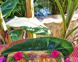 Foto del paso 5 de la receta Pastel hojaldrado de piña y queso Aloha Hawaii