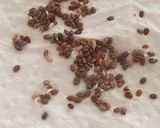 Foto del paso 1 de la receta: 🌱👩🏻🌾 Germinados en casa de Chía y lino