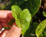 Foto langkah ke 3 dari resep Hot Mint Tea.