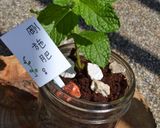 盆栽薄荷在長大的食譜步驟2照片