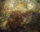 A picture of step 3 of Soya keema.
