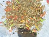 Tumis Teri Kemangi