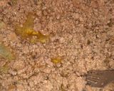 Foto del paso 1 de la receta: Pancitos integrales rellenos con masa casera!!!😋😋