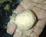 A picture of step 2 of Malai kofta.