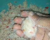 A picture of step 4 of Bread crumbs coted Yam Balls.