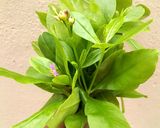 A picture of step 1 of Waterleaf Snack.