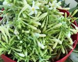 Foto langkah ke 2 dari resep Tumis kangkung bunga pepaya.