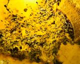 A picture of step 4 of Saffron mutton korma.