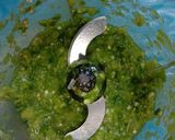 Foto langkah ke 2 dari resep Cumi asin cabe ijo.