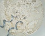 Foto langkah ke 3 dari resep 31. Japanese Milk Bread.