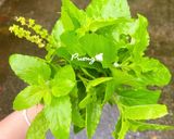 รูปขั้นตอนการทำที่ 1 ของ กะเพราหมูสับผัดพริกไทยอ่อน🌶🍃