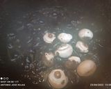 Foto del paso 4 de la receta Pulpo de playa guisado en su tinta