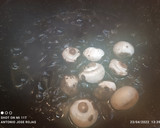 Foto del paso 4 de la receta: Pulpo de playa guisado en su tinta