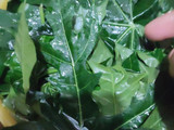 Oseng Daun Pepaya Jepang
