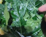 Foto langkah ke 1 dari resep Oseng Daun Pepaya Jepang.