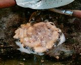 Foto langkah ke 2 dari resep Usus goreng.
