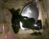 Foto langkah ke 3 dari resep Es cincau.