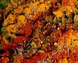 मेथी के पराठे (methi ke parathe recipe in Hindi) रेसिपी चरण 2 फोटो