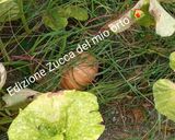 Foto del passaggio 5 della ricetta Risotto con zucca km zero e cozze gourmet di fantasia 👩‍🍳🇮🇹🌍🏡🦪🎃