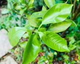 Hình bước làm 1 của món Vào bếp cùng con: gỏi đu đủ Thái không tôm, không cay