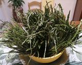 Foto del passaggio 1 della ricetta Risotto agli asparagi di monte, e pancetta toscana